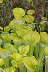 Green pitcherplant